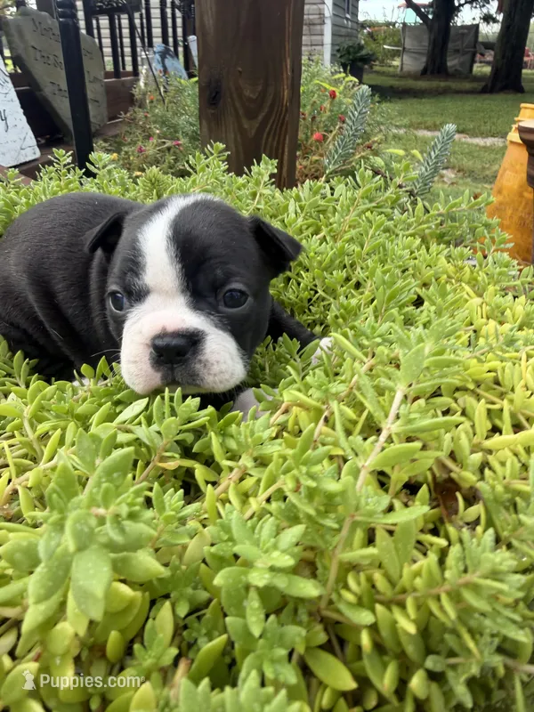 Sasha – Boston Terrier puppy for sale in Fredonia, KS