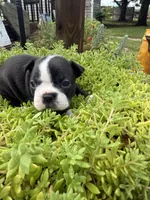 Sasha, a female Boston Terrier for sale in Fredonia, KS – 1 of 10