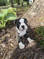 Dior, a female Boston Terrier for sale in Fredonia, KS – 3 of 8