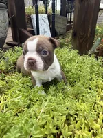 Scarlett, a female Boston Terrier for sale in Fredonia, KS – 7 of 10
