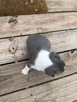 Slate, a male Boston Terrier for sale in Fredonia, KS – 8 of 8