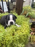 Sprinkles , a female Boston Terrier for sale in Fredonia, KS – 5 of 10