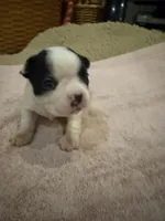 Dotty, a female Boston Terrier for sale in Fredonia, KS – 3 of 8