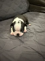 Cookie, a female Boston Terrier for sale in Fredonia, KS – 4 of 8