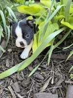Apollo, a male Boston Terrier for sale in Fredonia, KS – 6 of 7