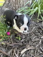 Apollo, a male Boston Terrier for sale in Fredonia, KS – 7 of 7