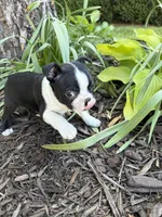 Apollo, a male Boston Terrier for sale in Fredonia, KS – 4 of 7