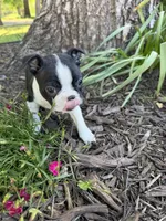 Apollo, a male Boston Terrier for sale in Fredonia, KS – 3 of 7