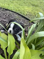 Apollo, a male Boston Terrier for sale in Fredonia, KS – 5 of 7