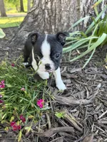Apollo, a male Boston Terrier for sale in Fredonia, KS – 2 of 7