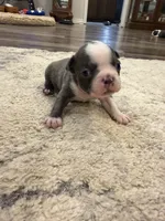 Cobalt, a male Boston Terrier for sale in Fredonia, KS – 5 of 10