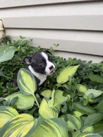 Chanel, a female Boston Terrier for sale in Fredonia, KS – 3 of 10