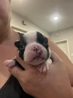 Chip, a male Boston Terrier for sale in Fredonia, KS – 2 of 9