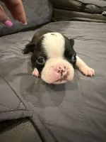 Chip, a male Boston Terrier for sale in Fredonia, KS – 7 of 9
