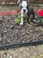 Chloe, a female Boston Terrier for sale in Fredonia, KS – 8 of 9