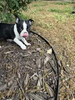 Apollo, a male Boston Terrier for sale in Fredonia, KS – 6 of 8