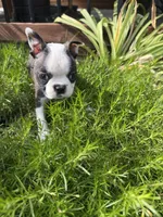 Chloe, a female Boston Terrier for sale in Fredonia, KS – 5 of 9