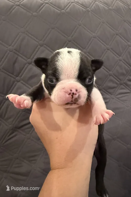 Chip – Boston Terrier puppy for sale in Fredonia, KS