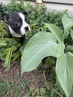 Chanel, a female Boston Terrier for sale in Fredonia, KS – 3 of 10