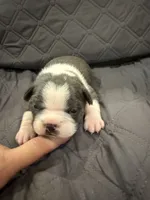 Azul, a male Boston Terrier for sale in Fredonia, KS – 9 of 10