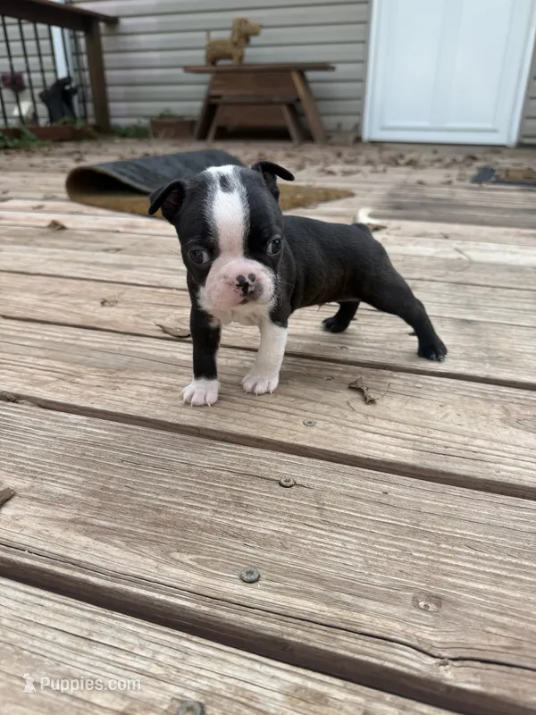 Chip – Boston Terrier puppy for sale in Fredonia, KS