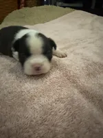 Bessie, a female Boston Terrier for sale in Fredonia, KS – 2 of 10