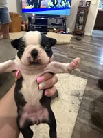 Cookie, a female Boston Terrier for sale in Fredonia, KS – 3 of 8