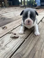 Slate, a male Boston Terrier for sale in Fredonia, KS – 5 of 8