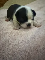 Bandit, a male Boston Terrier for sale in Fredonia, KS – 2 of 7