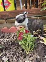 Chloe, a female Boston Terrier for sale in Fredonia, KS – 6 of 9