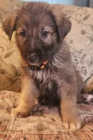 Orange Collar, a male German Shepherd Dog for sale in Lancaster, OH – 1 of 1