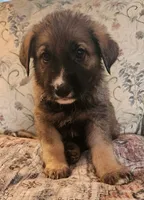 Blue Collar, a male German Shepherd Dog for sale in Lancaster, OH – 1 of 1