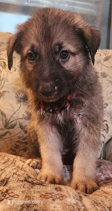 Red collar – German Shepherd Dog puppy for sale in Lancaster, OH
