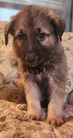 Red collar, a male German Shepherd Dog for sale in Lancaster, OH – 1 of 1