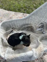 Boy C Tiniest Baby!, a male Yorkshire Terrier for sale in Tallahassee, FL – 7 of 10