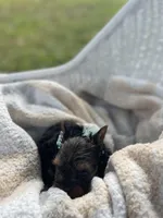 Boy C Tiniest Baby!, a male Yorkshire Terrier for sale in Tallahassee, FL – 4 of 10