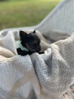 Boy C Tiniest Baby!, a male Yorkshire Terrier for sale in Tallahassee, FL – 5 of 10