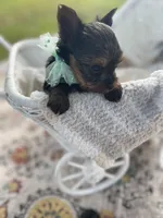 Boy C Tiniest Baby!, a male Yorkshire Terrier for sale in Tallahassee, FL – 2 of 10