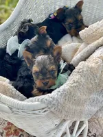 Boy C Tiniest Baby!, a male Yorkshire Terrier for sale in Tallahassee, FL – 9 of 10