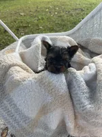 Boy C Tiniest Baby!, a male Yorkshire Terrier for sale in Tallahassee, FL – 8 of 10