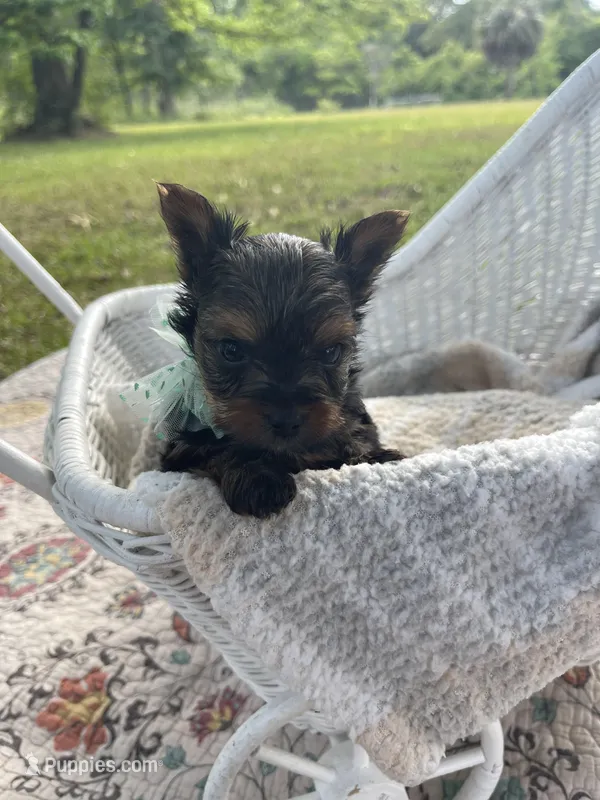 Boy C Tiniest Baby! – Yorkshire Terrier puppy on hold in Tallahassee, FL