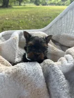 Boy C Tiniest Baby!, a male Yorkshire Terrier for sale in Tallahassee, FL – 6 of 10