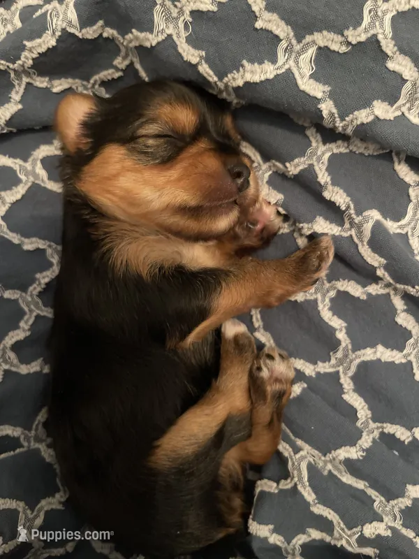 Girl B – Yorkshire Terrier puppy for sale in Tallahassee, FL