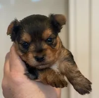 Girl A, a female Yorkshire Terrier for sale in Tallahassee, FL – 8 of 10