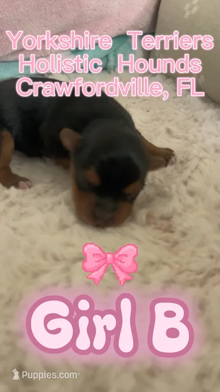 Girl B – Yorkshire Terrier puppy for sale in Tallahassee, FL