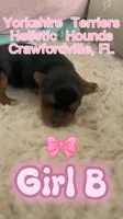 Girl B, a female Yorkshire Terrier for sale in Tallahassee, FL – 1 of 8