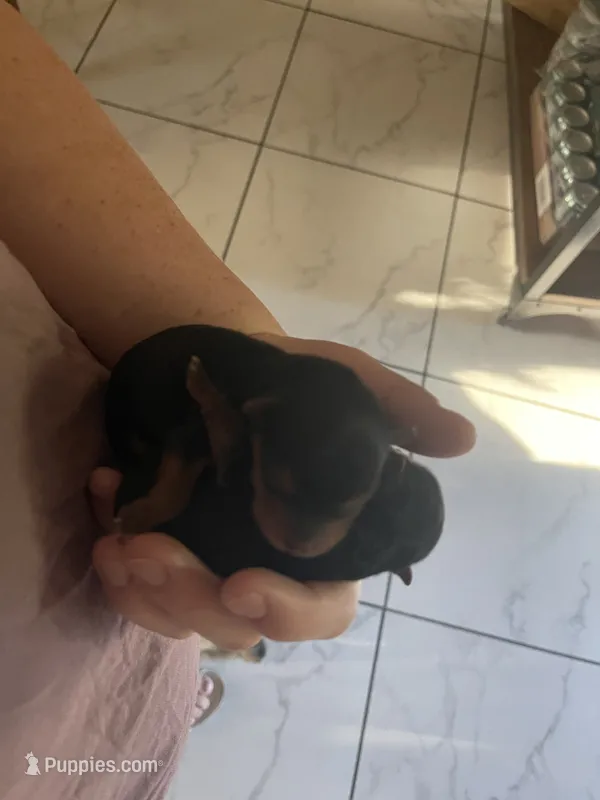Baby Girl – Yorkshire Terrier puppy for sale in Tallahassee, FL