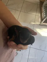 Baby Girl, a female Yorkshire Terrier for sale in Tallahassee, FL – 1 of 2