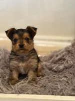 Girl A, a female Yorkshire Terrier for sale in Tallahassee, FL – 5 of 10