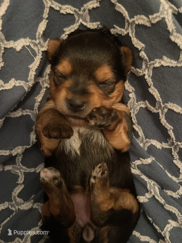 Girl A – Yorkshire Terrier puppy for sale in Tallahassee, FL